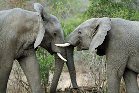 Wildlife Photos of Elephant's Fight (Mala Mala, South Africa) Wildlife Photos of Elephant's Fight (Mala Mala, South Africa)