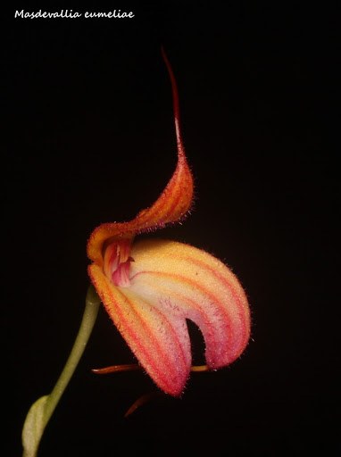 Masdevallia eumeliae IMG_0739b%2520%2528Medium%2529