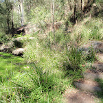 Nepean River track next to Euroka Creek (189780)