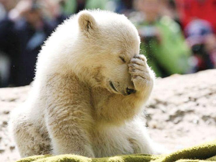 https://i.pinimg.com/736x/1e/d0/8c/1ed08c17b626bd9c260080fb1e410126--baby-polar-bears-teddy-bears.jpg