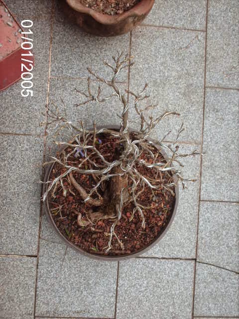 Nerifolia cedido pelo Mestre Rock Junior... PICT2418