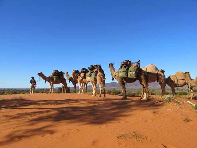 Starry Starry Nights: Trish Clark discovers camel trekking is not all hard work  