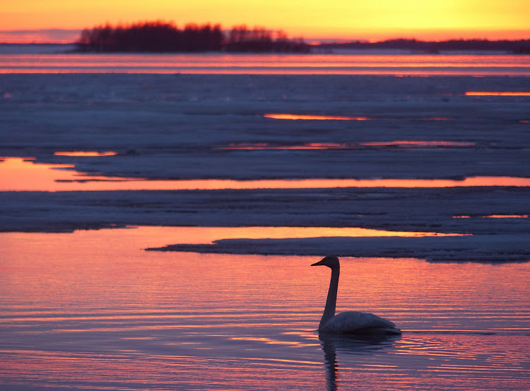 cygne%2Bmustasalmi%2Bciel%2Ben%2Bfeu%2Brose.JPG