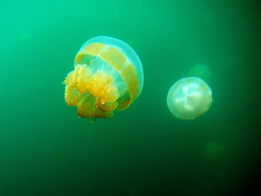 111104%252520Palau265.JPG