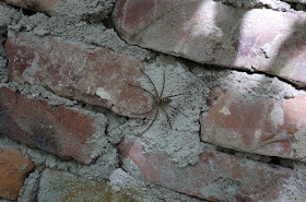 spider on brick wall in Hetoupu, Zhuhai, China