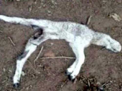 New Cattle Mutilation In Argentina Chupacabra Or Ufo