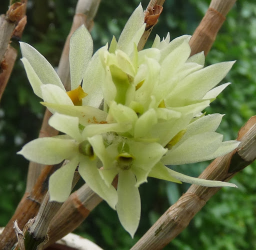 Dendrobium bracteosum album P1360945