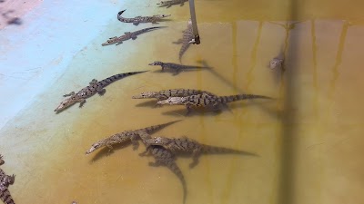 Photos of Crocodile Farm's Hummingbird Antigua