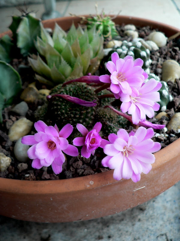 gymnocalycium baldianum 008