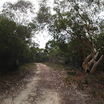 Gibbergong track east of lookout track (117022)