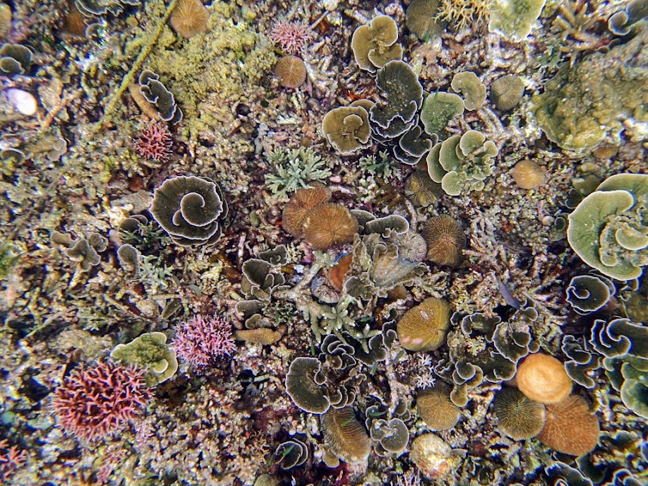 Coral reef recovering from past dynamite fishing, El Nido, Palawan, Philippines.