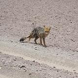Hello desert fox
