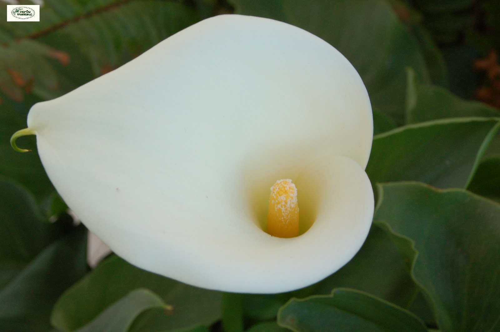 un bianco fiore a imbuto