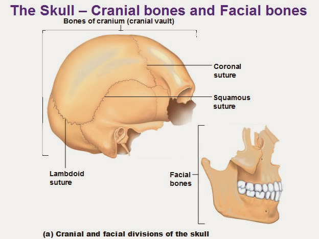 頭顱骨 Skull 小小整理網站smallcollation