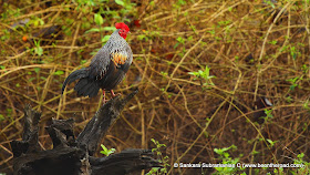 Grey Junglefowl - one early morning at Nagarhole National Park - 1