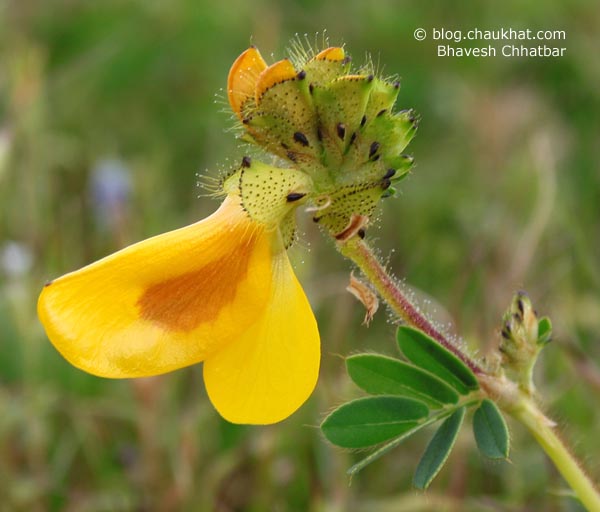 Doesn't this flower of Kas Plateau look like a duck? Look closely!