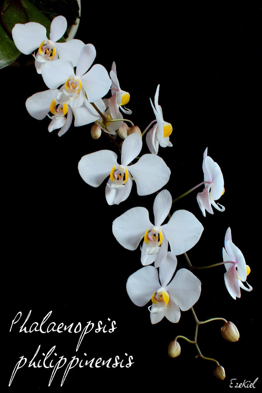 Phalaenopsis philippinensis IMG_5846