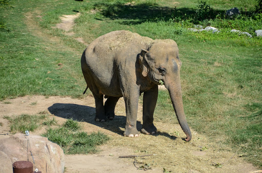 Zoo «Friends of the National Zoo», reviews and photos, 3001 Connecticut Ave NW, Washington, DC 20008, USA