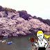 桜の日： 日本東京留學生活Day 006 看櫻花日Check point 2: 桜の花びらたち...さや姉！会いたいよ！