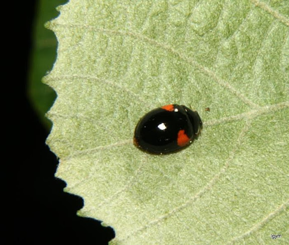 Adalia decempunctata var. bipustulata