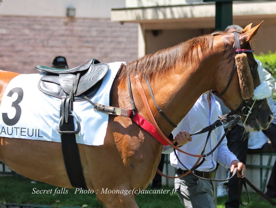 Photos Auteuil 8-06-2014  IMG_1537