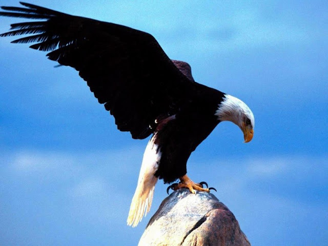 Rejuvenecer como un águila | Agenda de ideas
