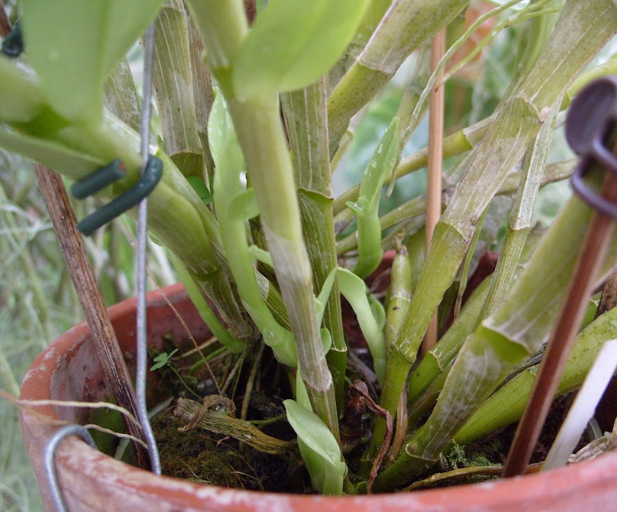 Dendrobium trantuanii S1053150