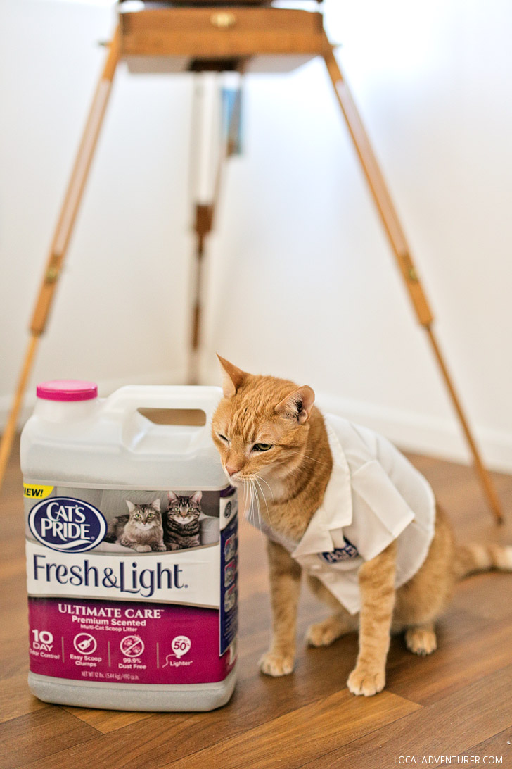 Our Orange Tabby Cat Loves Cat’s Pride Fresh & Light Ultimate Care.