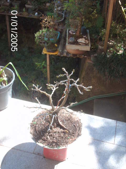 Ficus Microcarpa var. Green Island... PICT1577