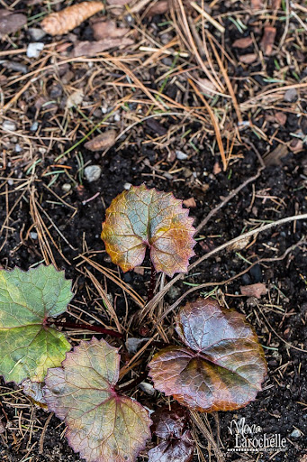 Ligularia Osiris Chaméléon Ligularia-osiris-chameleon-140514-76rm