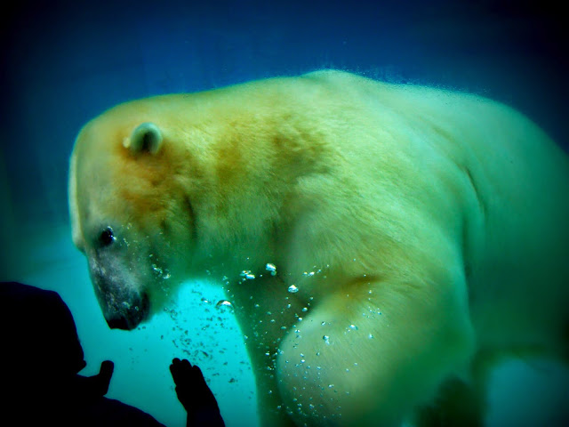 Anana the Polar Bear, Lincoln Park Zoo, Chicago - the most photogenic polar bear in the world?