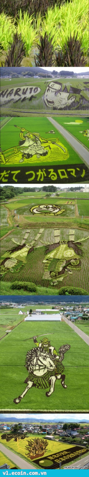 Trồng lúa là một nghệ thuật và người nông dân là những người nghệ sĩ :)