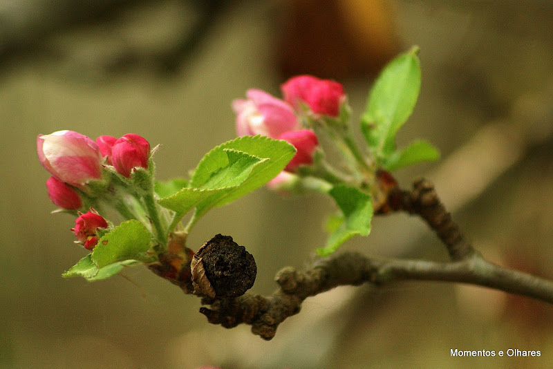 Flores de Macieira