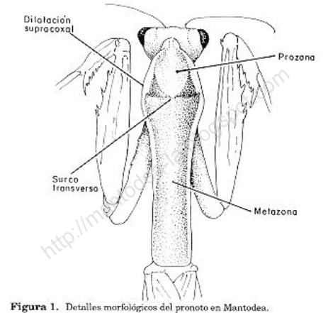 Anatomía y Morfología  básica Fig%2525201%252520pronoto