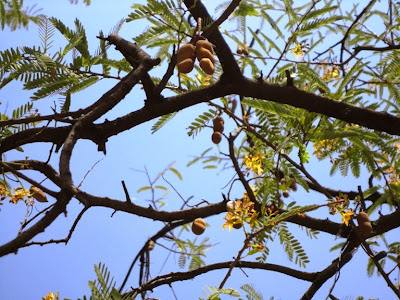 Майский Тай (Бангкок-Самуи-Тао)
