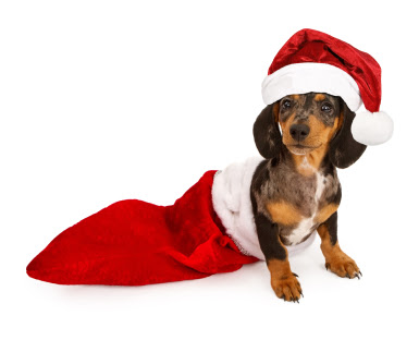 Stocking Fillers For Your Dogs, luxury dog toys and more! Stocking Fillers For Your Dogs, luxury dog toys and more!