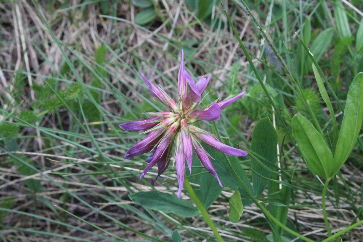 L'étang de Batouxiade dans la vallée d'Orlu IMG_4040