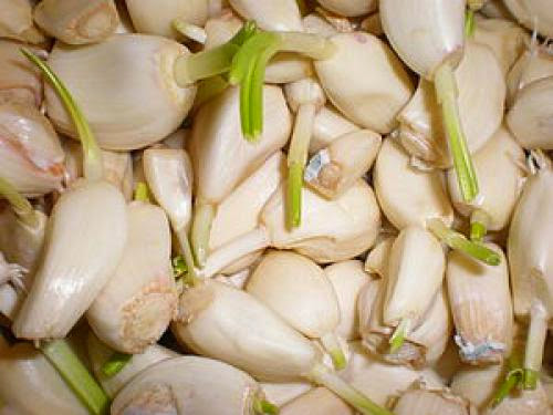 Garlic Is The King Of Healing Herbs