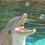 К чему снится дельфин в воде?