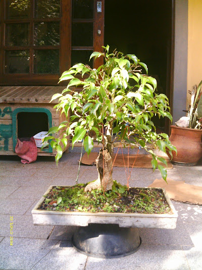 Ficus Benjamina... IMAG0311