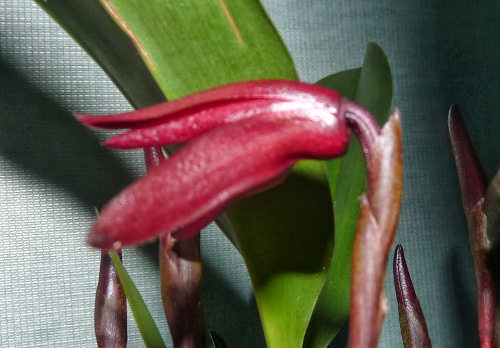 Maxillaria calantha P1370055