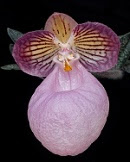 Masdevallia _DSC