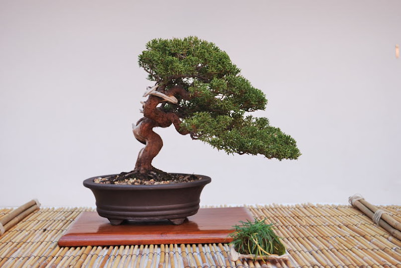 XI Exposición Invernal de bonsai de la A.S.B. Chokkan 080%25252046%252520Juniperus%252520chinensis%252520itoigawa%252520de%252520Joaqu%2525C3%2525ADn%252520Reyes%252520Gonz%2525C3%2525A1lez%252520-%25252014