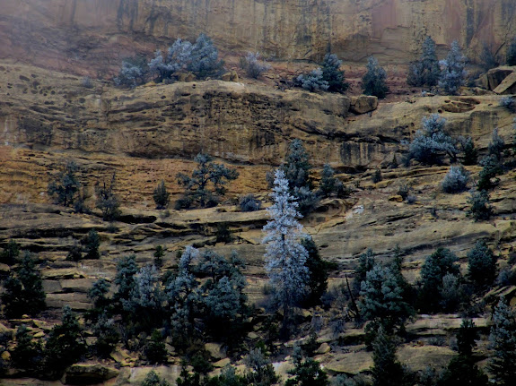 Frost-covered trees