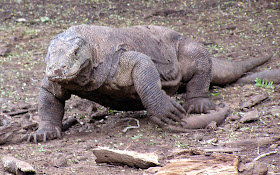 Wildlife Photos of Komodo Island and Komodo Dragon