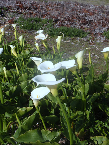 Wild calla lilies