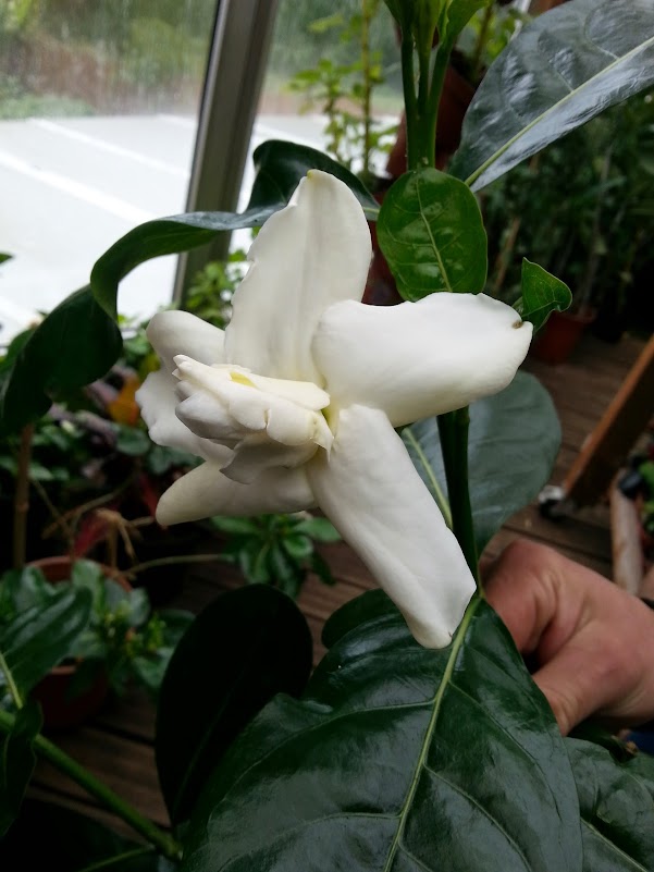 enfin retour des fleurs sur gardénia tahitien 20140826_133954