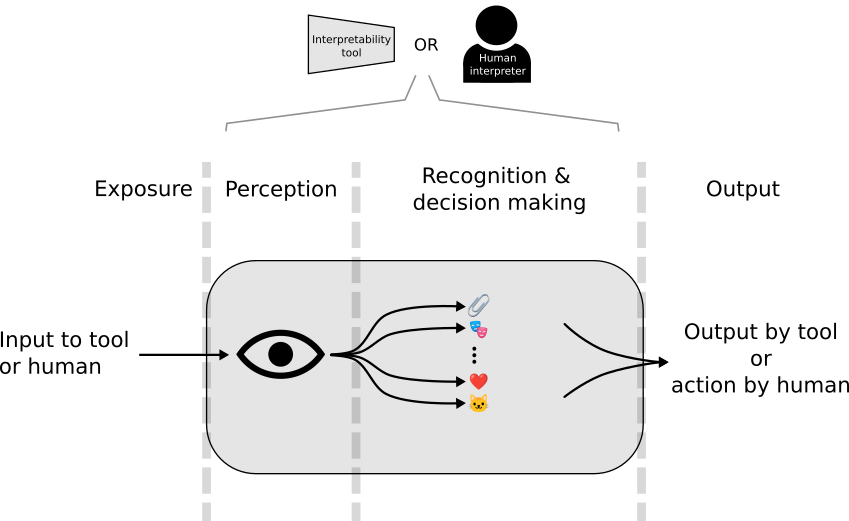 Figure 2. A more detailed model of information flow which is applicable both the interpretability tool and to the human. The steps begin with exposure of the information to the observer, then perception by the observer, then recognition & and decision making, followed by output.