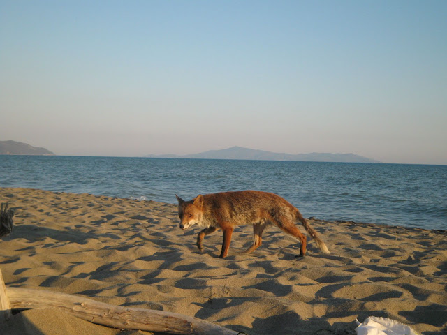 Fox looking for a snack at Maremma national park beach