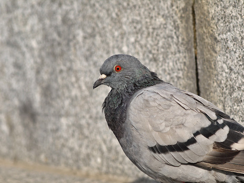 Pigeons de Bercy G1360547